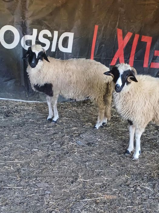 Vând o mieluța și un berbecuț 1000 bucata