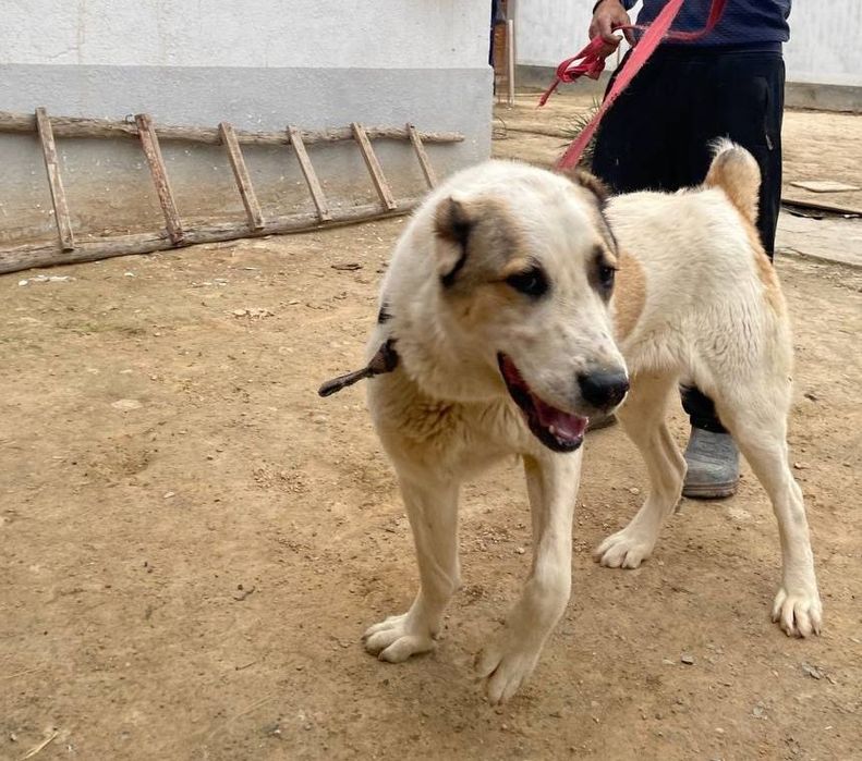 Alabay 10 oyligi sotilad