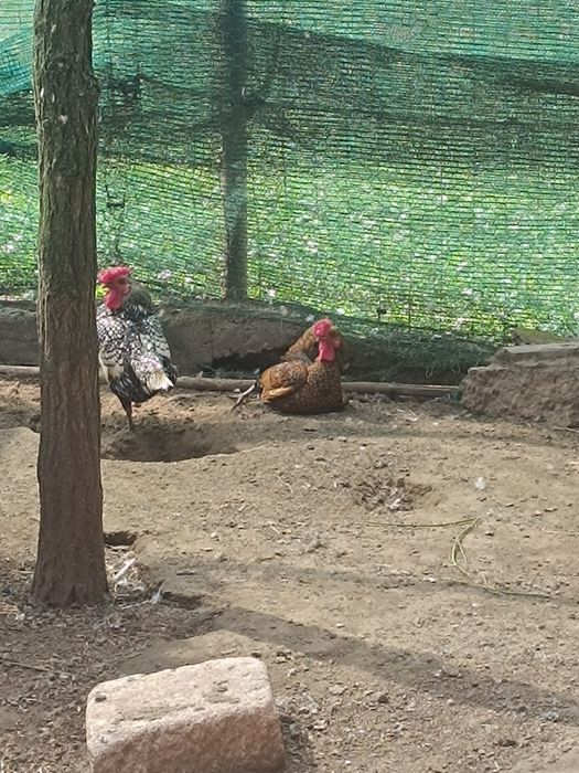 Desfințez papagali gîste canadiene .chochino pitic rațe sălbatice porumbei albi numai albi posta