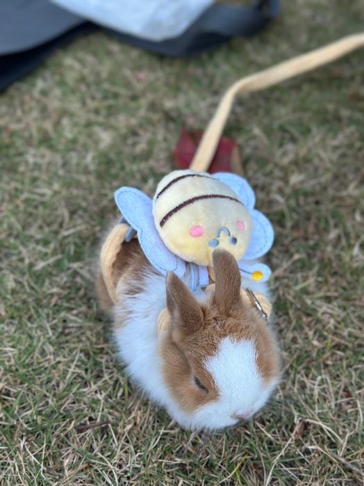 200.000 so‘mdan minik quyonchalar!
Farzandingiz uchun tirik do‘st!