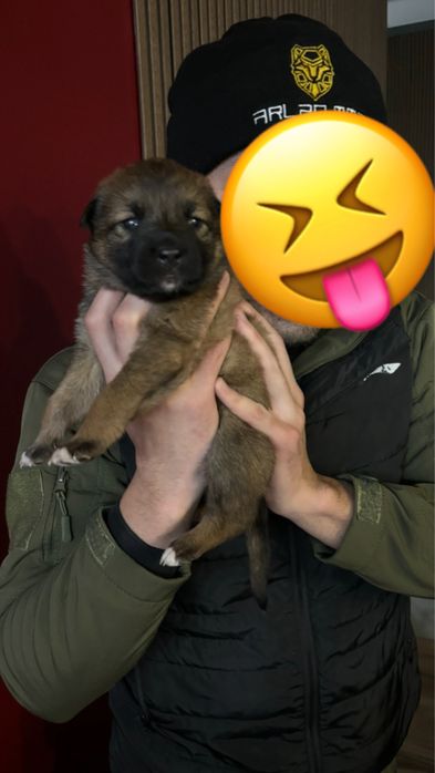 Отдам щенят в добрые руки !