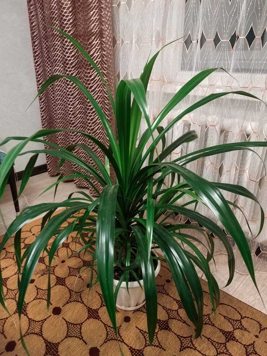 Пальма Панданус комнатное растение