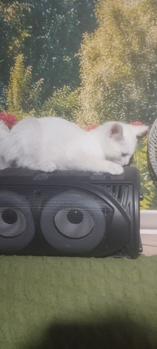 Котенок Турецкой ангоры остался один мальчик