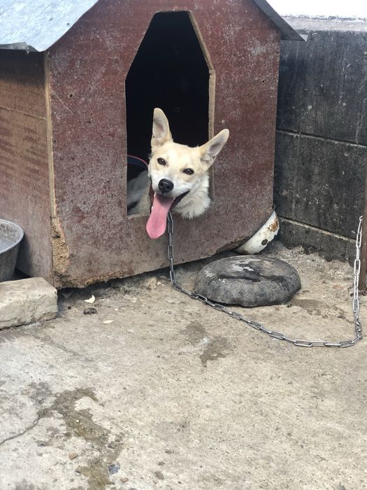 Ищем Лаки добрых хозяев