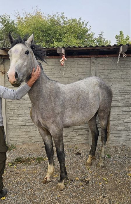 Продается лошадь