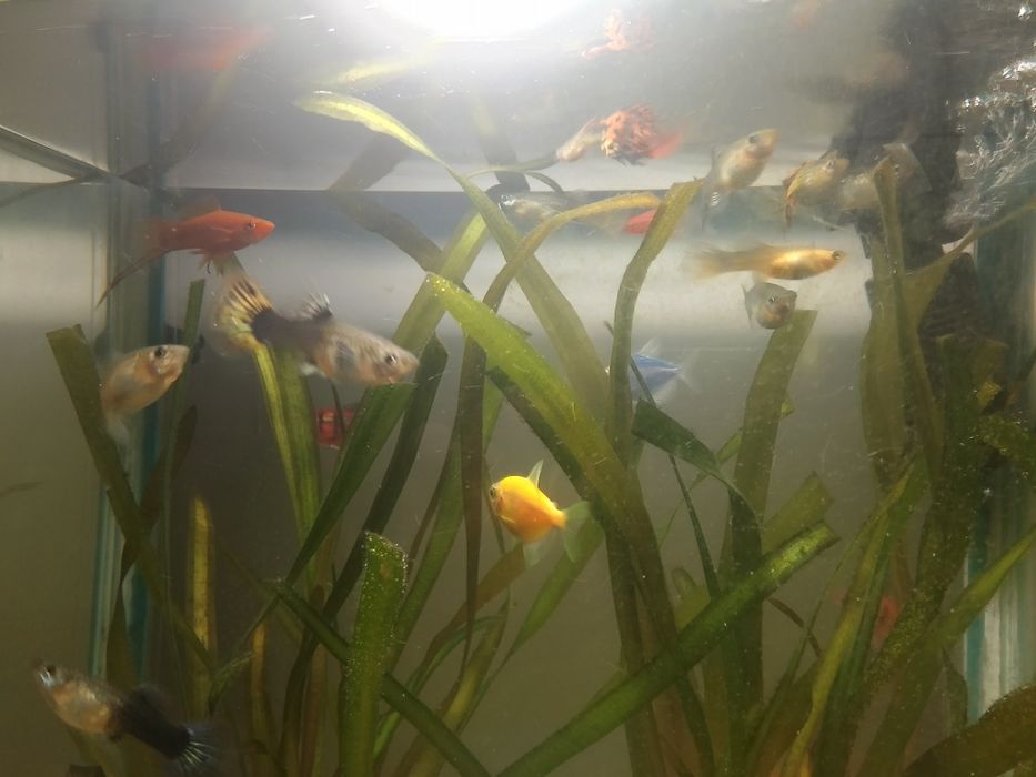 Балықтар сатылады