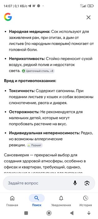 Сансевиерия - комнатный цветок