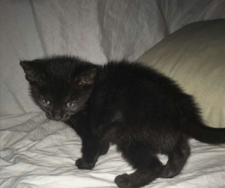 кара таза пышык сатылади