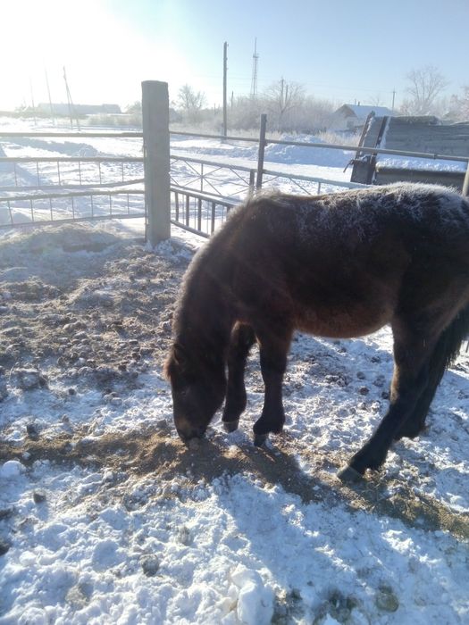 Жеребчик 9 месяцев