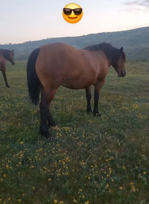 Vând iapă, de 4 ani jumătate