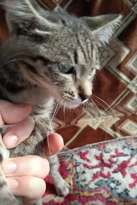 Отдам котят в добрые руки