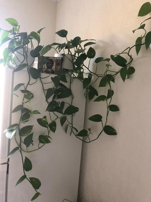 Продаю укоренённые отростки эпипремнума