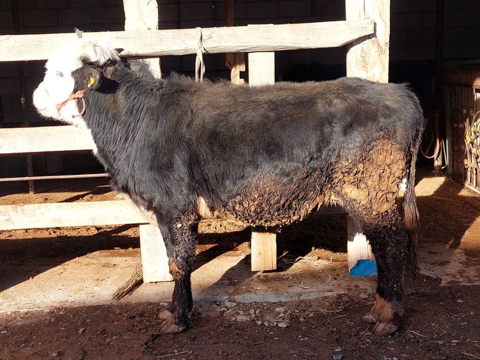 Туркестан ынымақ аулы буқа