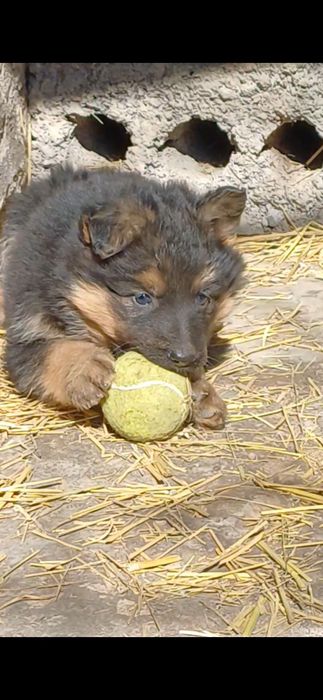 Продаётся щенки Немецкой Овчарки.