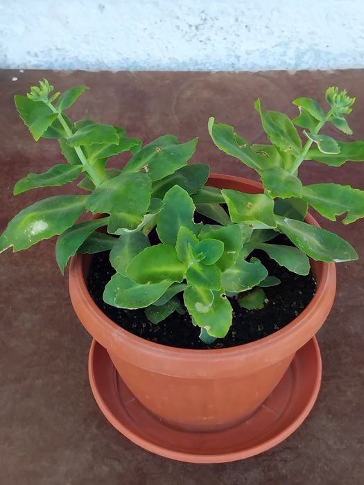 Мушкато, сакъз, сансевиера, дърво на живота, божи венец, дебела мара,