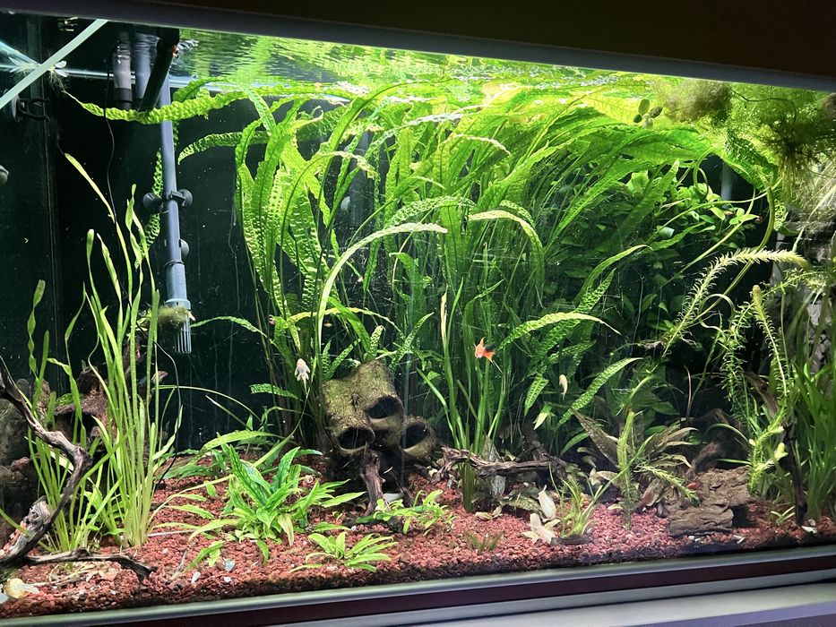 cryptocoryne balansae
