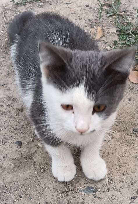 Котята 2,5 месяца