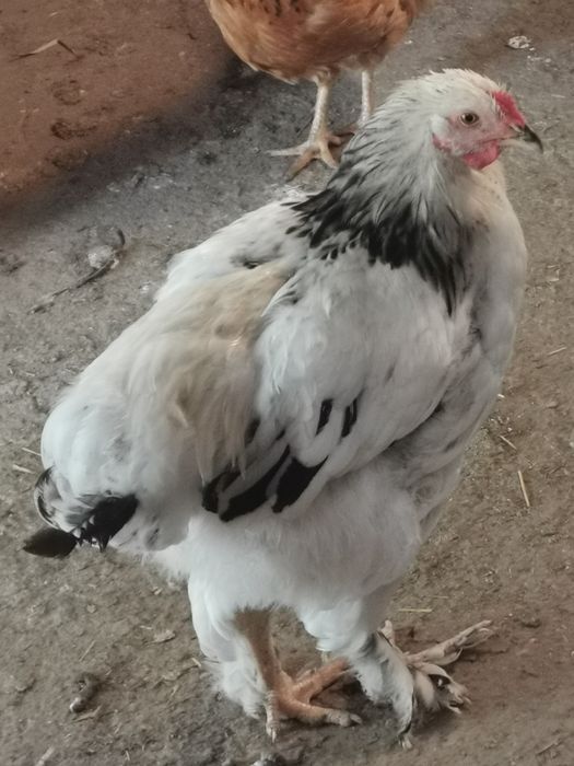 Vând Cocoși Brahma