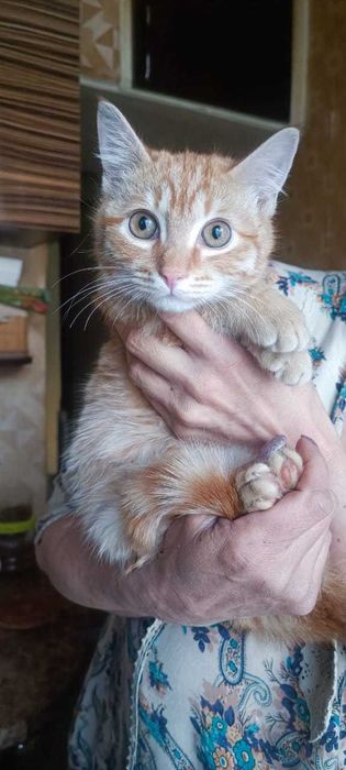 Котик рыженький, ласковый