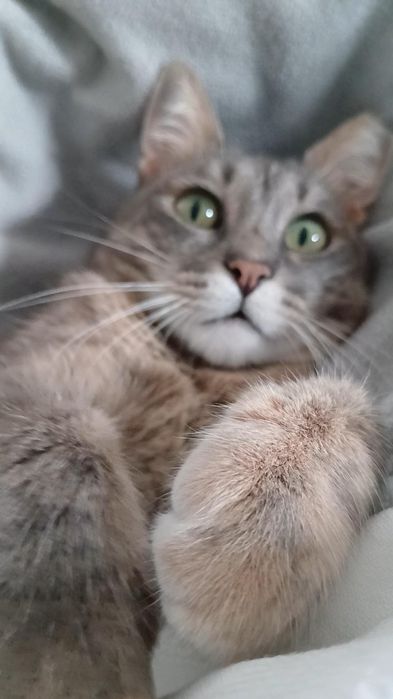 Подарявам котка - Синьо Таби, женска, кастрирана