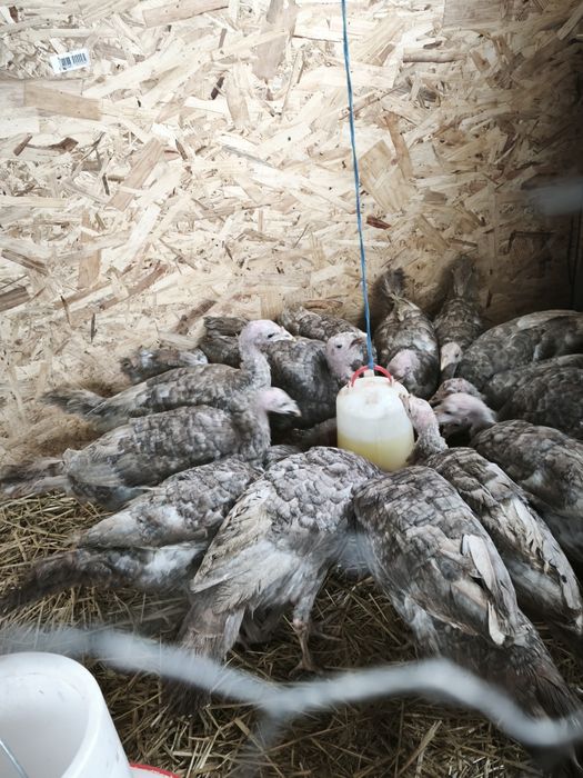 Pui de curca la 5 luni