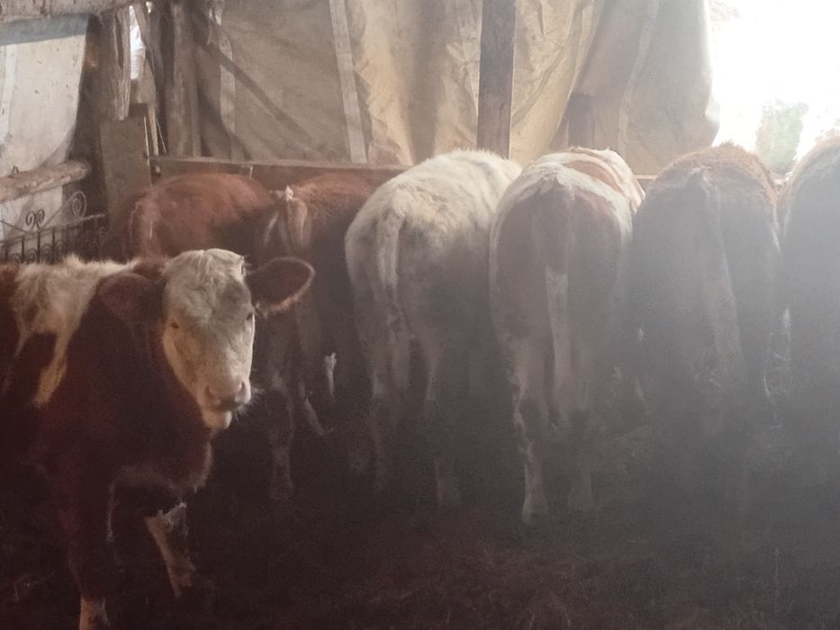 Vand viței  17 bucati sau schimb cu tractor cu incarcator frontal fiat