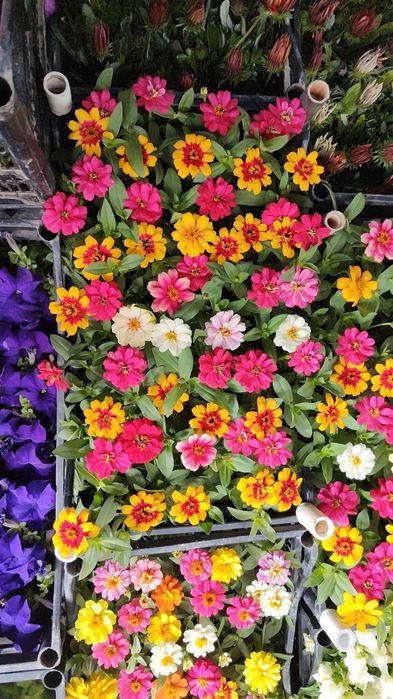 Садовник благоустройство ландшафт богбон газон посадка арча ёлка стрич