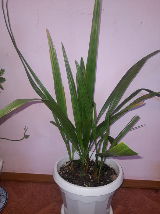 Хорошие комнатные хорошие