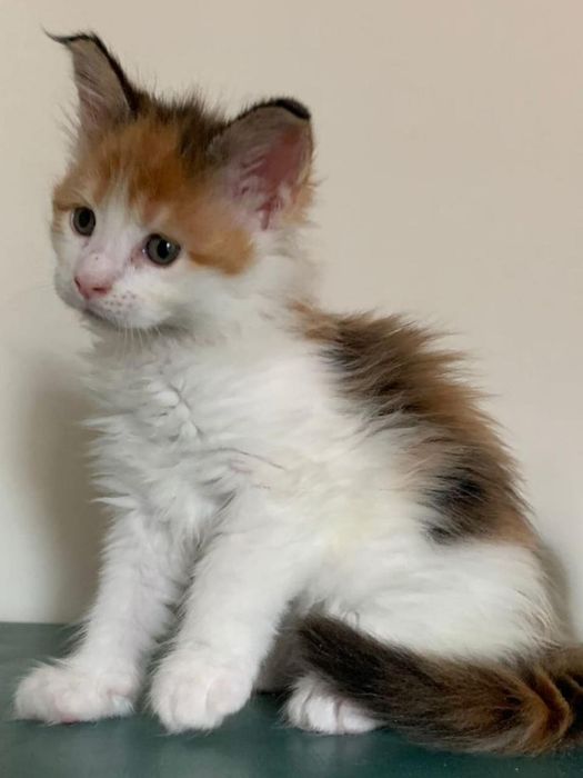 Малышка мейнкун (девочка)