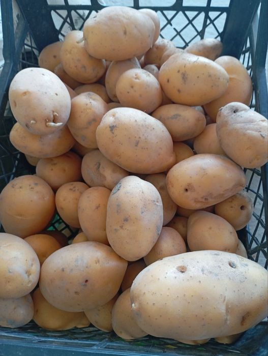 kartoshkalar sotiladi.
