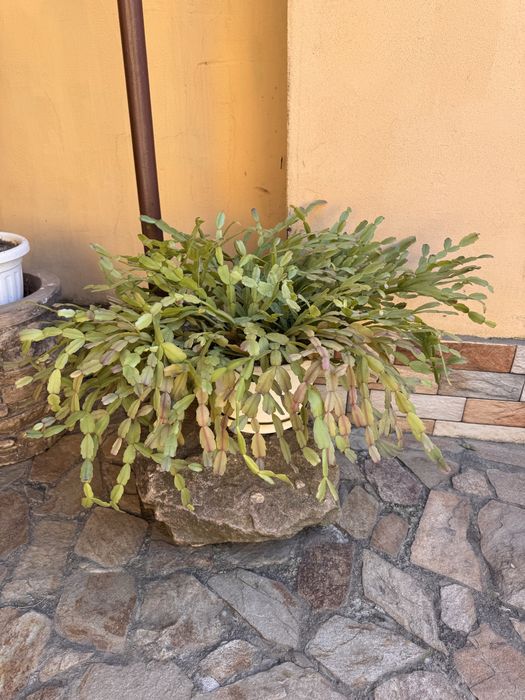 Craciunita  3 bucati