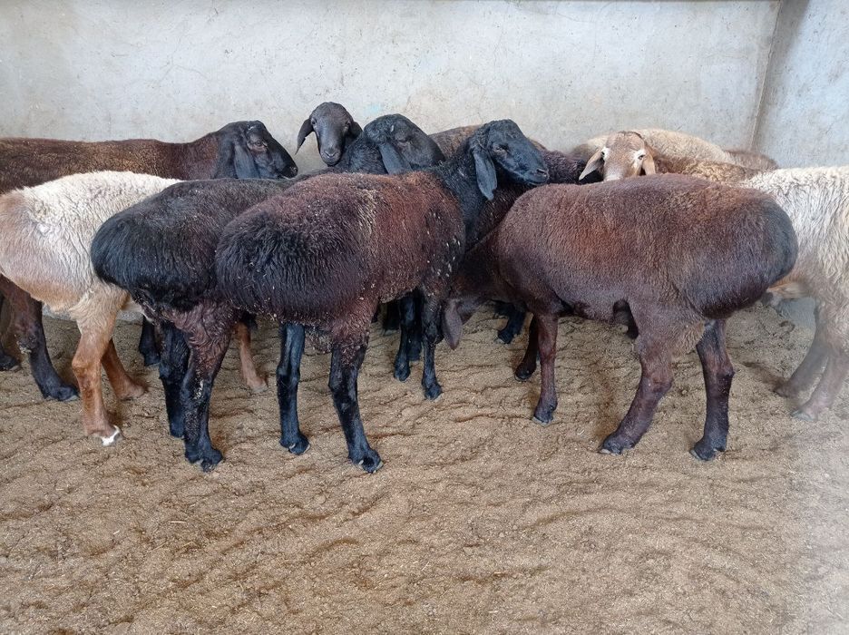 Qassob-Кассоб-Мясник service