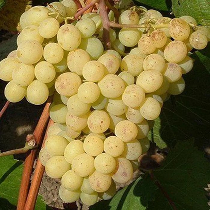 Vita De Vie Nobila Altoita