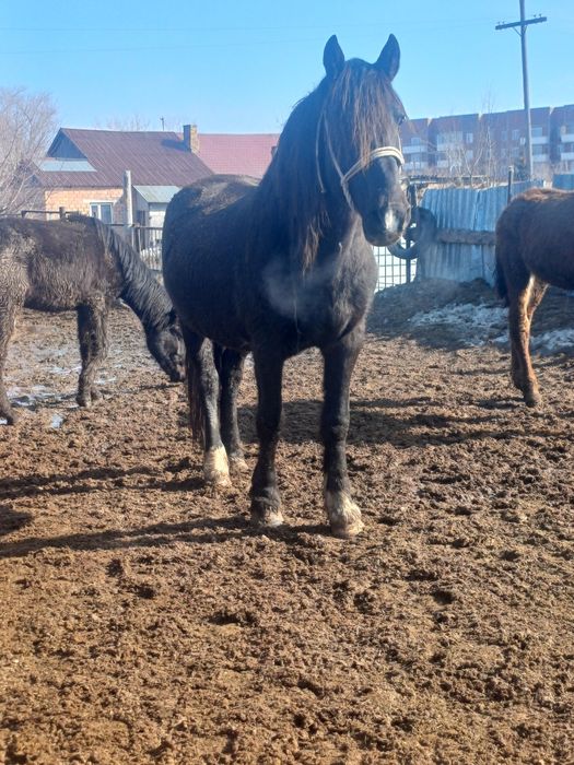 Полутяж айғыр айгыр жеребец