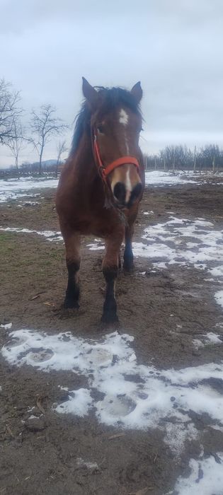 Vand o manza se trage din cai grei