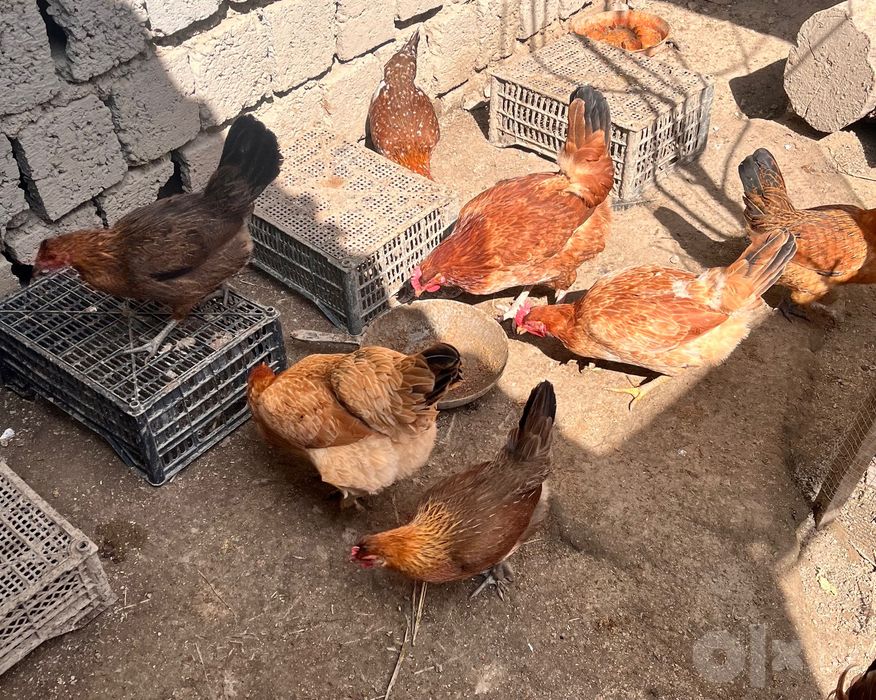 Товук хуроз курица
