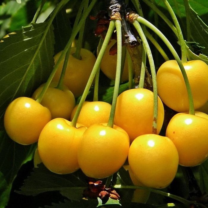 Cires galben imperial