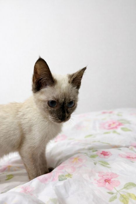 котик алматы алмалинский район