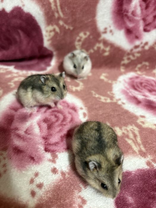 Vând pui de hamsteri pitici