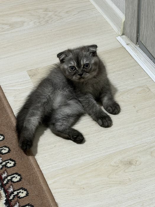 Zotdor mushuk sotiladi