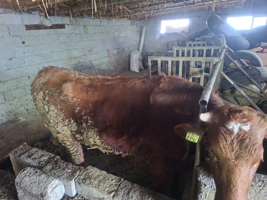 Қунажын, Датский, Телка.