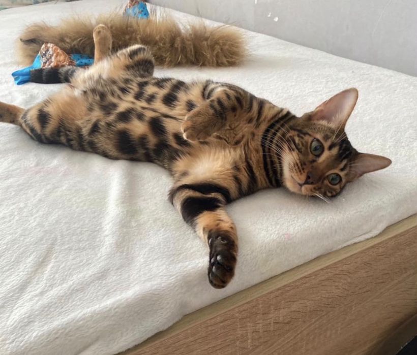 Продам котёнка бенгала, девочка