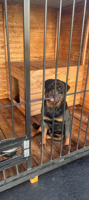 Продам Ротфейлера