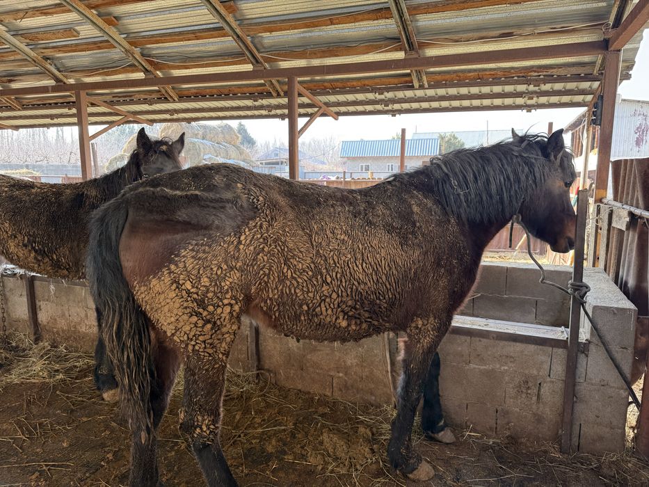 3 жасар байтал ургашы семиз