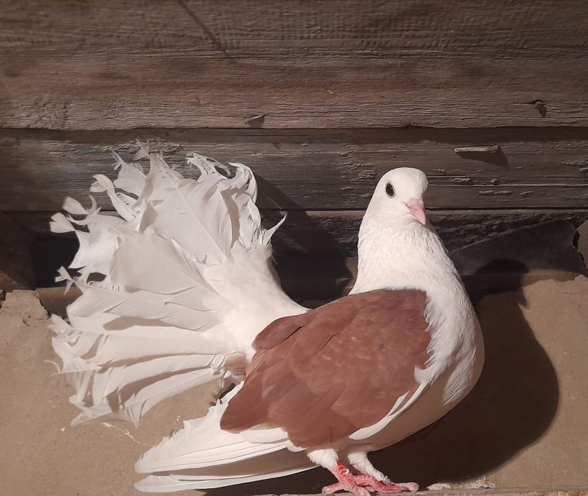 Продам голубей павлинов