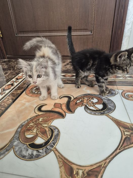 Отдам милых котят