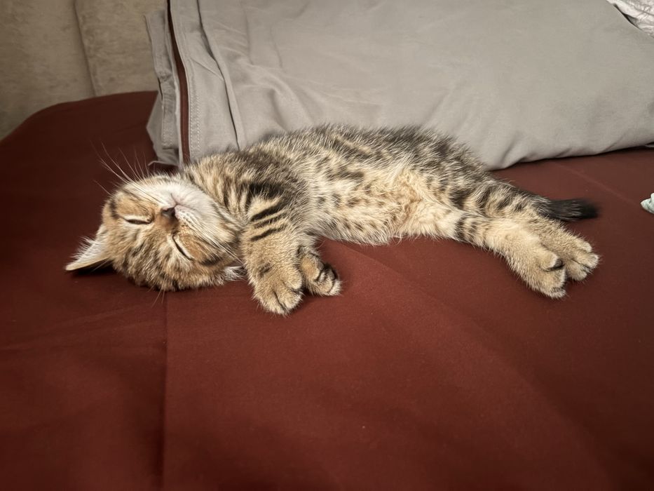 Котенок девочка