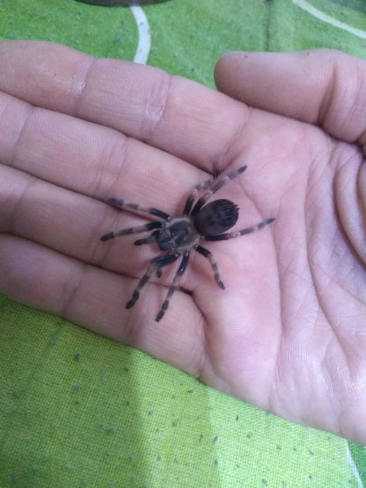 Тарантула tarantula