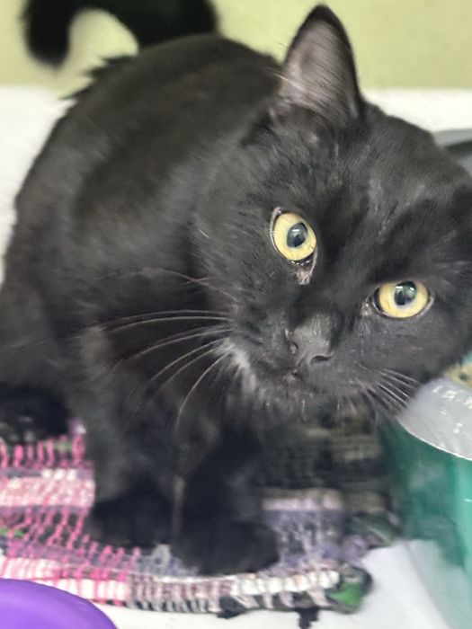 Котенок Сумрак ищет дом