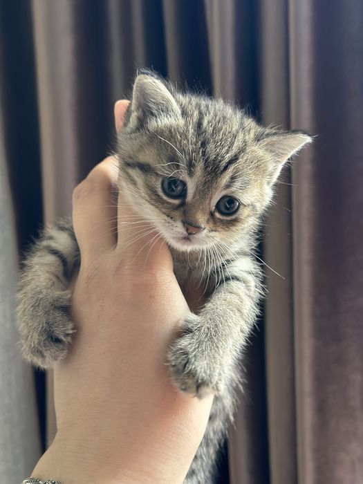 Мушук болалари зотли